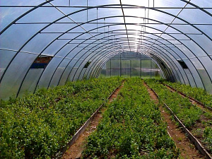 Готовый бизнес – тепличный комплекс по выращиванию овощей