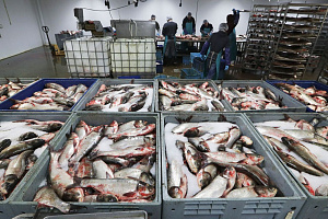 Оптовая продажа рыбы на севере, прибыль 25 млн/год
